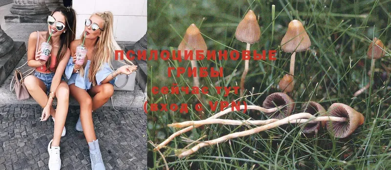 Псилоцибиновые грибы Magic Shrooms  Уссурийск 